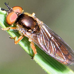 Platycheirus fulviventris